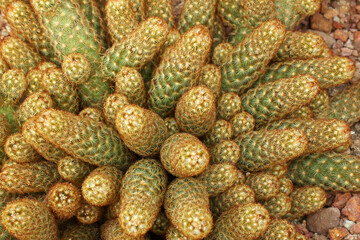 Closeup green Cactus Plant or Call Mammillaria elongata the gold lace cactus or ladyfinger cactus, is a species of flowering plant in the family Cactaceae. Nature Desert Plant backdrop Gardens