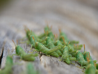 Anacridium aegyptium Egyptian Locust