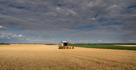 Fototapeta na wymiar Harvesting combine in the wheat.