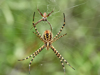 Tiger spider, Argiope lobata.