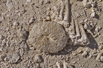 Madréporaire fossile