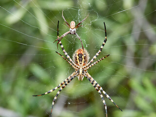 Tiger spider, Argiope lobata.