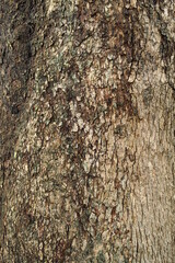梅雨時の古木の楠木の幹