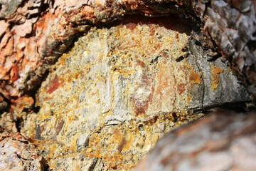 Yellow hardened resin on a pine trunk