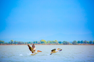 A flock of pelican birds walks along the blue lake of Cyprus. Flying pelicans in the blue sky. Waterfowl at the nesting site.