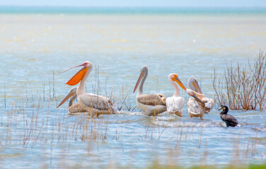 A flock of pelican birds walks along the blue lake of Cyprus. Flying pelicans in the blue sky. Waterfowl at the nesting site.