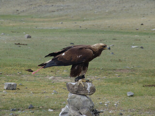 Paris eiffel tower travel miscellaneous