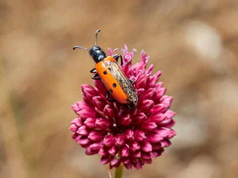 Blister beetle, Mylabris quadripunctata