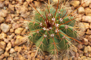 Naklejka na ściany i meble Top view Green Cactus Plant or Call Gymnocalycium saglionis (F. Cels) Britton Rose in the cactus family. Nature Green Desert Plant backdrop and beautiful detail 