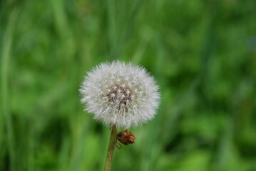 Common white dandelion. Among the green grass and leaves on a thin green stem stands the white fluffy cap of a dandelion flower.