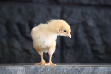 Newborn, Cute little chicken isolated on Black background