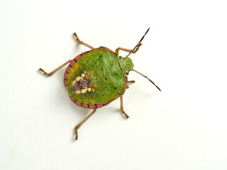 Green shield bugs, Nezara viridula