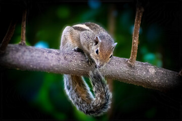 Naklejka na ściany i meble squirrel on a branch