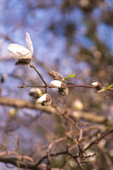 spring buds of willow