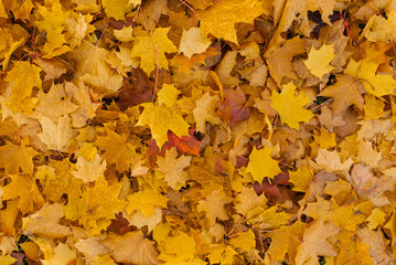 Naklejka na ściany i meble Yellow maple leaves in autumn. Natural background