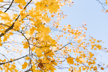 Obraz na płótnie Canvas Yellow maple leaves in the autumn season against the blue sky. Beautiful nature scene.