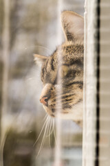 cat in the window