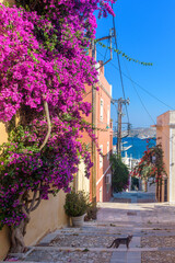 Street view of  traditional houses and a colorful bougainvillea tree in Ermoupolis, Syros island, Greece
