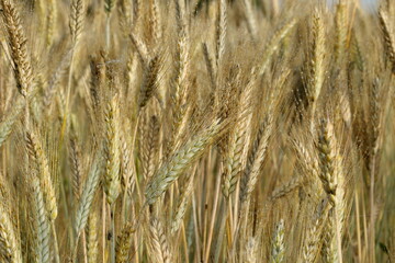 Fototapeta premium golden wheat field