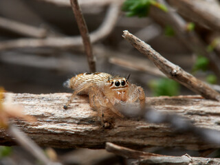 Jumping spider, Thyene imperialis