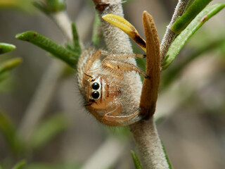 Jumping spider, Thyene imperialis