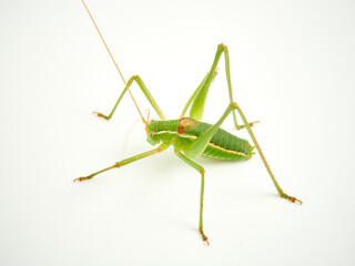 Grasshopper with long legs. Genus odontura.