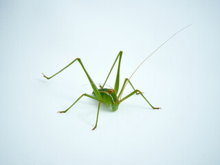 Grasshopper with long legs. Genus odontura.
