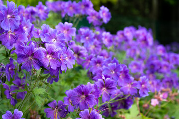 Gorgeous purple bohemian geranium. Lilac geranium flowers in the flowerbed. Beautiful background. Pink and violet flowers, botuns and leaves. Gardening. Flower bed