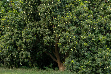 mangoes hanging on the branches of mango trees in farms in punjab , best mangoes in the world are...