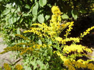Gelbe kleine pudrige Blüten an einem Strauch. Sommerstrauch in gelb, gelber, am gelbsten in...