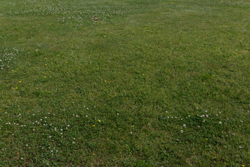 Skoszona łąka w parku w letni dzień