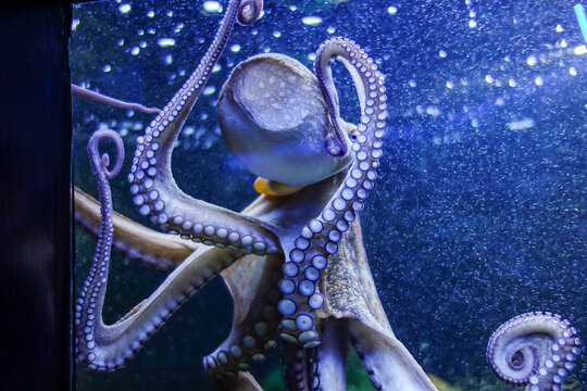 Glass Sucker. Bläulich-lila Oktopus in einem dynamischen Wasser voller kleiner Blubberbläschen. Der Kraken drückt seinen Hinterkopf und seine Saugnäpfe an die Glasscheibe des Aquariums. Octopus Krake.