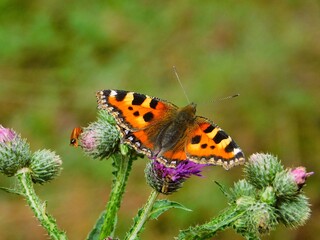 Fototapeta premium butterfly on flower