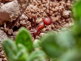 Sahara Ants, Genus Cataglyphis.