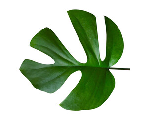 Fototapeta na wymiar Real monstera leaves on white background.Tropical,botanical nature concepts ideas.flat lay.clipping path