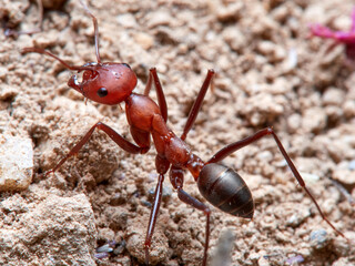 Sahara Ants, Genus Cataglyphis.