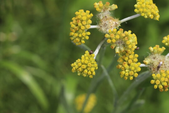 春の野原に咲くハハコグサの黄色い花