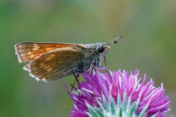 Closeup of a slighly worn out  large skipper butterfly , Ochlodes sylvanus on the purple flower of...