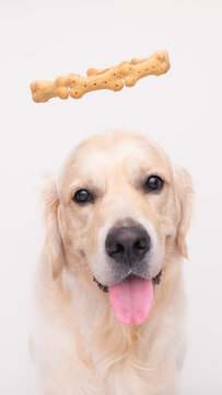 A golden retriever looks at the camera on a white background with a halo on his head. dog cupid. creative photo of pets. the dog wants to eat his treat.