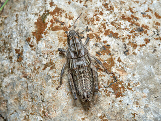 Earthling Stone Grasshopper. Euryparyphes terrulentus