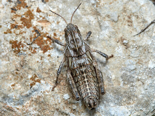 Obraz premium Earthling Stone Grasshopper. Euryparyphes terrulentus