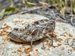 Earthling Stone Grasshopper. Euryparyphes terrulentus