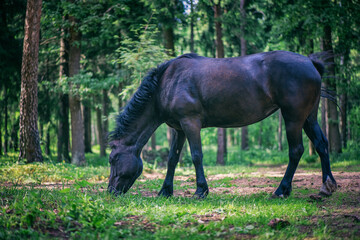 The black horse is grazing in the forest.