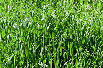 Lush green grass close up