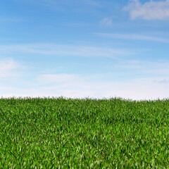 Dense green grass against the blue sky