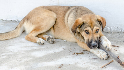 Yellow dog resting in yard.