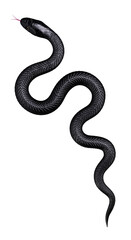 Black  Snake isolated on White Background. Top view. 3D illustration