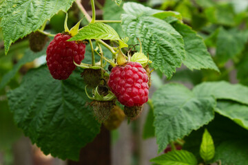 Ripe red raspberries on a branch with green leaves, not ripe berries raspberries, summer landscape 