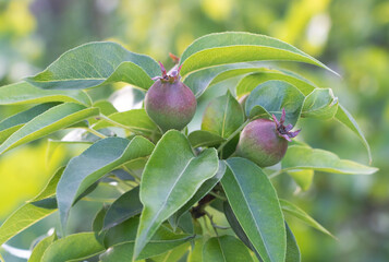 A bunch of green pears in the tree - concept of growing pear trees at home - Green background