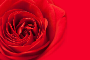red rose close up macro